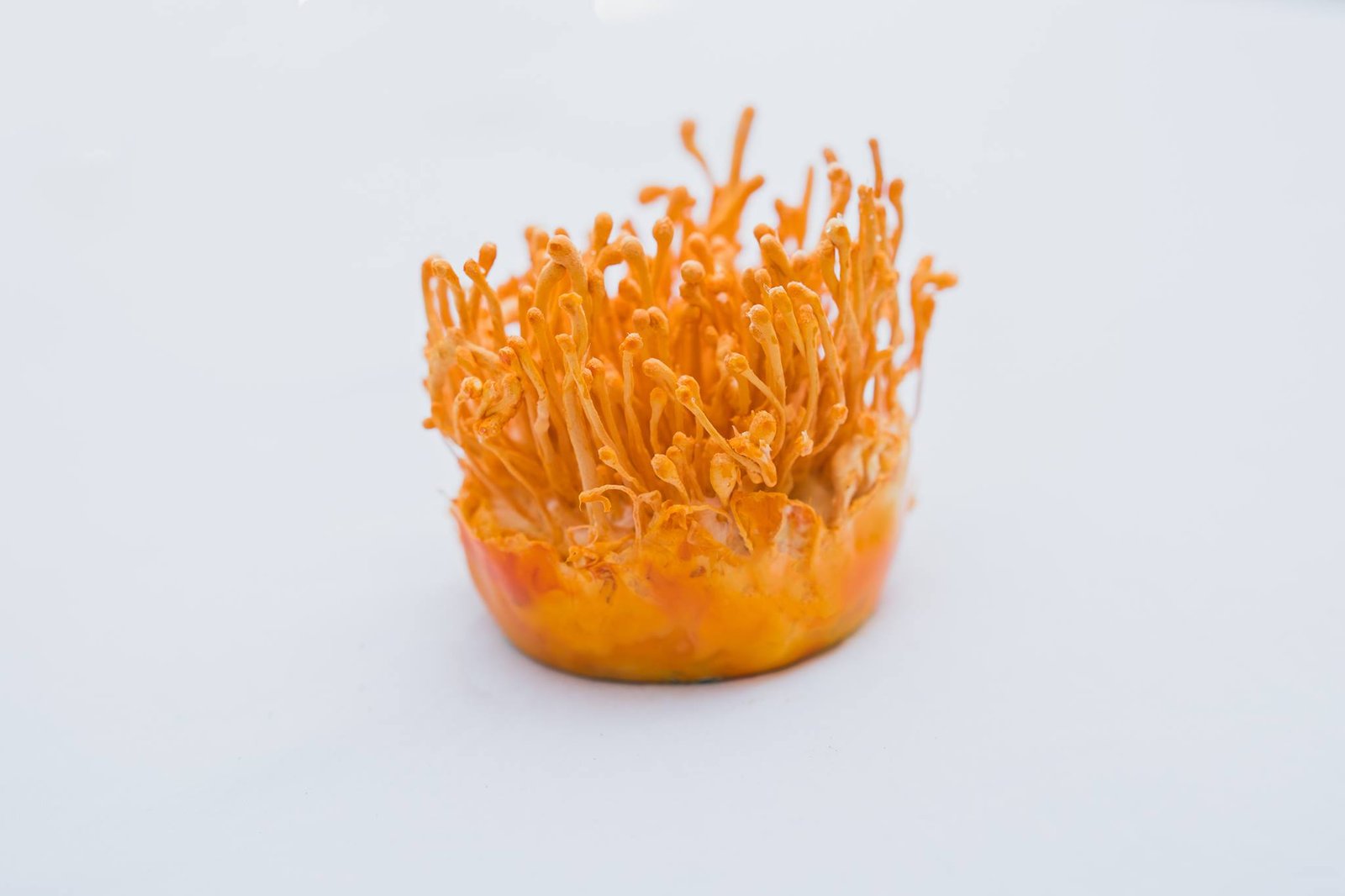 17273269_1597637716917509_453359108_o